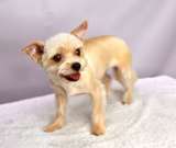 Трепетная собачка Груша в добрые руки