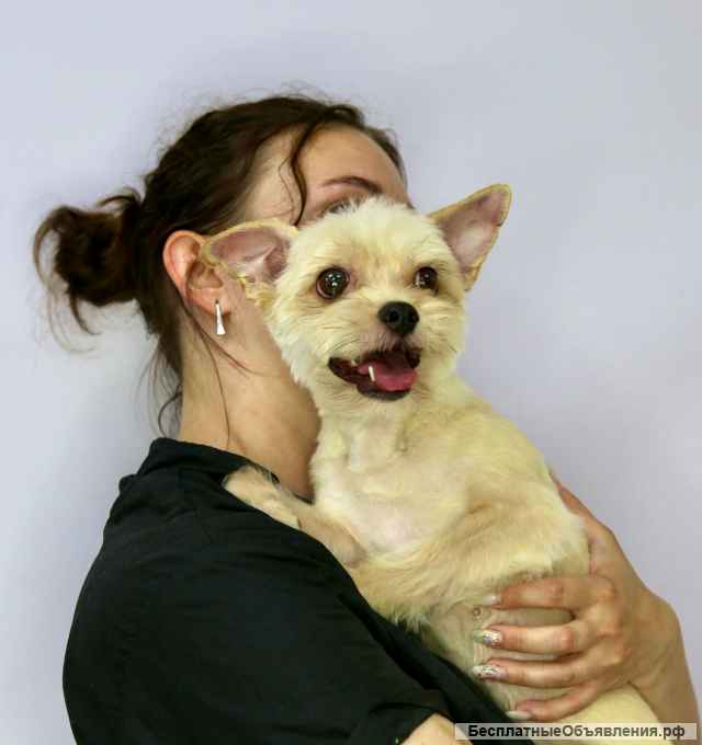 Трепетная собачка Груша в добрые руки