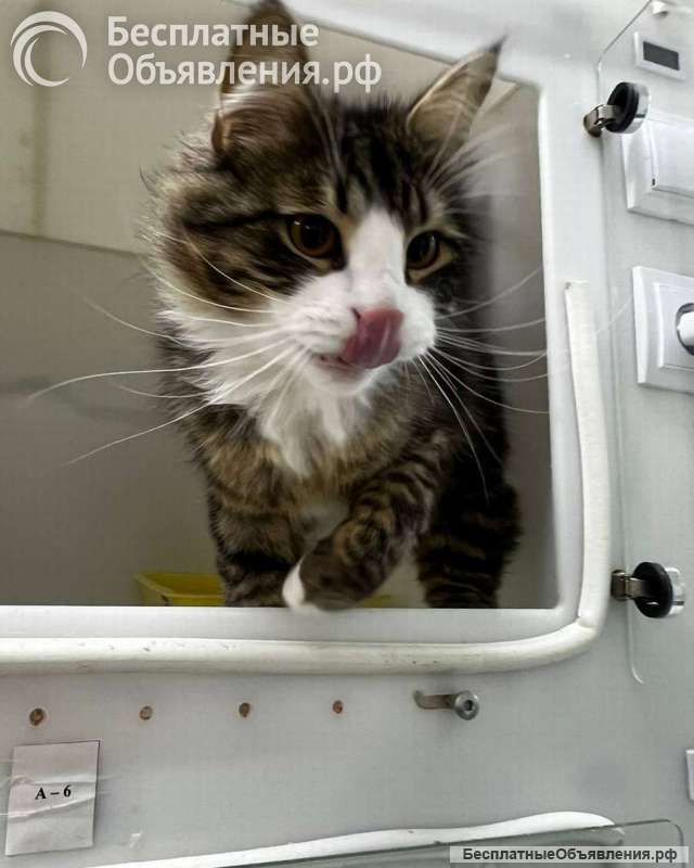 Молодой котик Фредди Мяукури в самые добрые руки