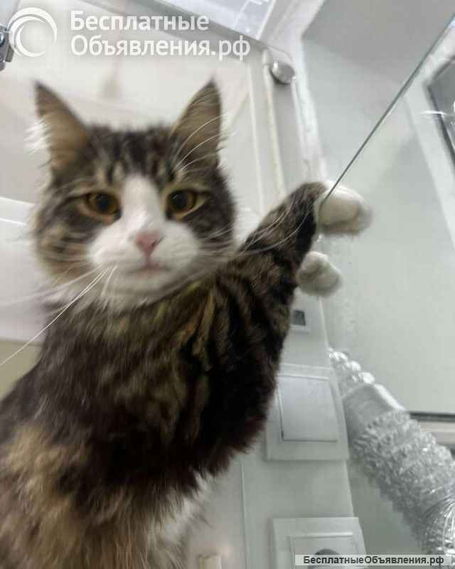 Молодой котик Фредди Мяукури в самые добрые руки