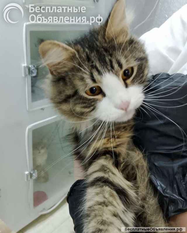 Молодой котик Фредди Мяукури в самые добрые руки