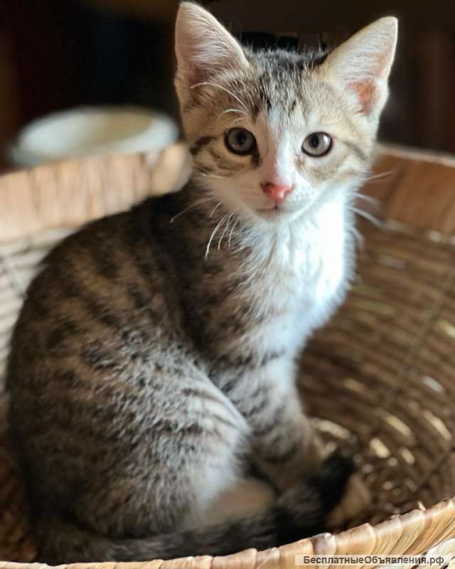 Отдадим котят в добрые руки