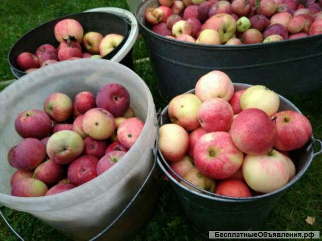 Отдам даром домашние овощи и фрукты