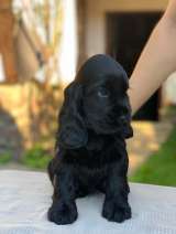 Кокер спаниель