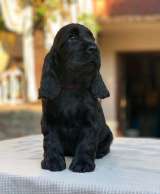 Кокер спаниель