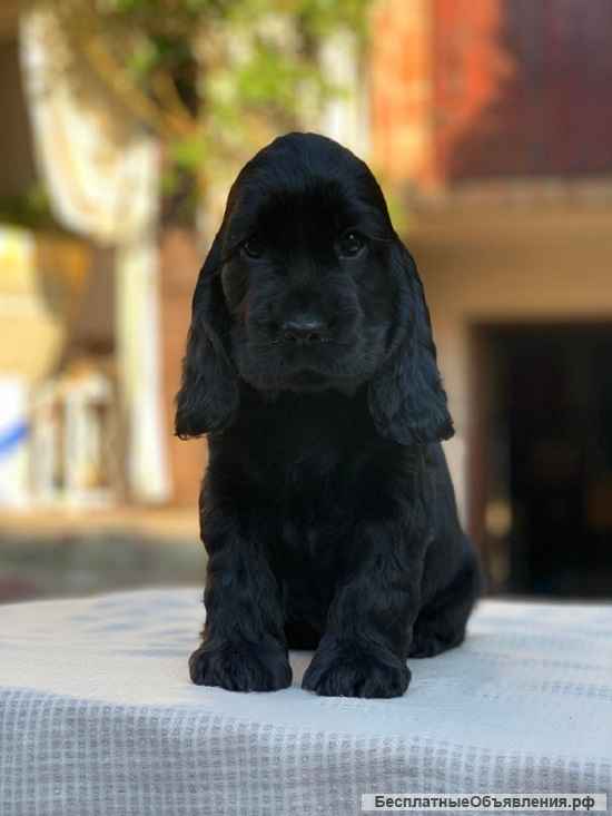 Кокер спаниель