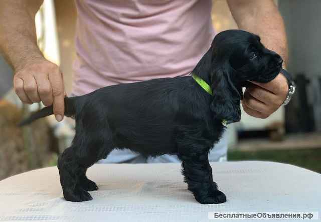 Кокер спаниель