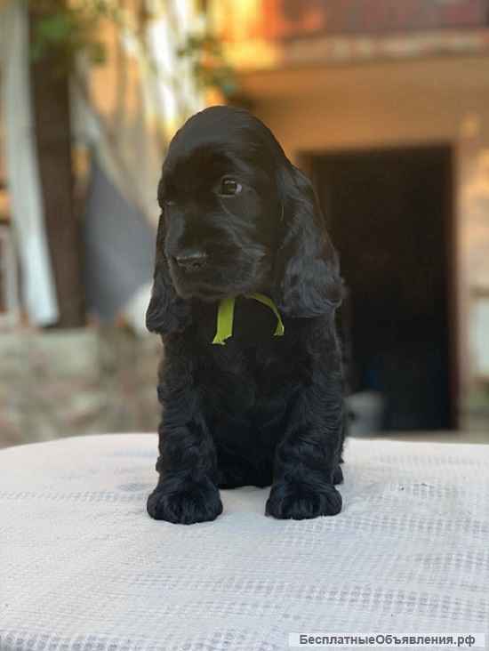 Кокер спаниель