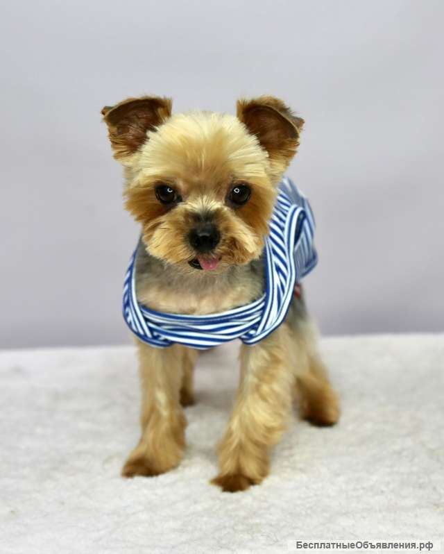 Чудесный пёсик Филимоша в добрые руки