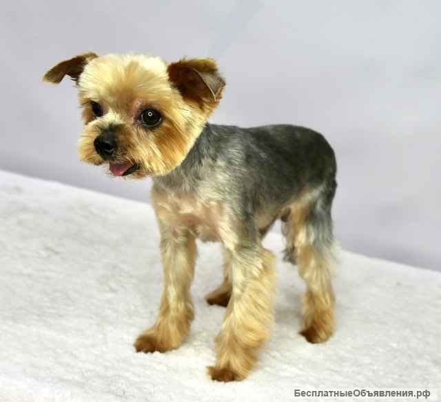 Чудесный пёсик Филимоша в добрые руки