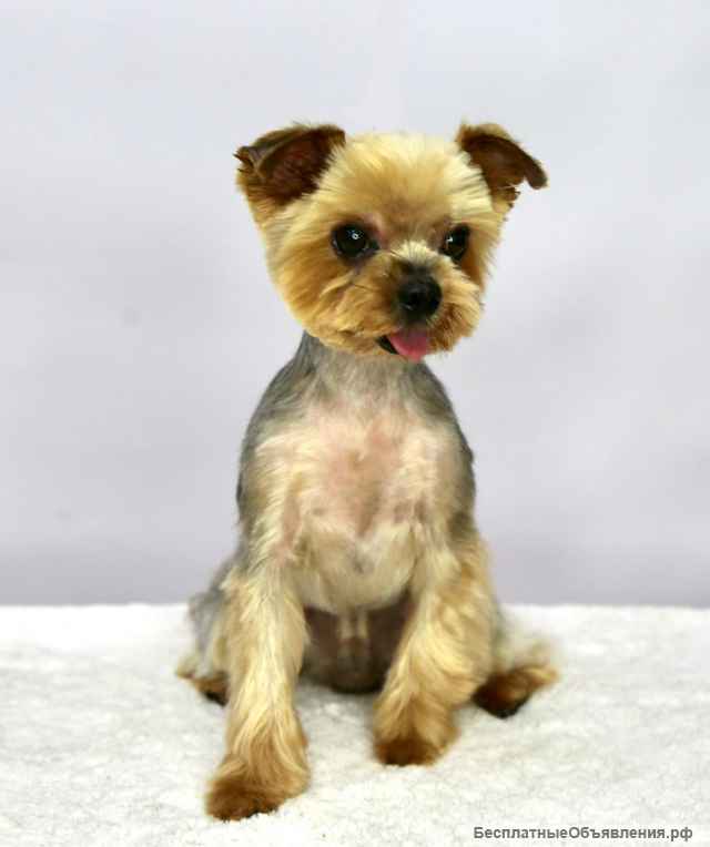 Чудесный пёсик Филимоша в добрые руки