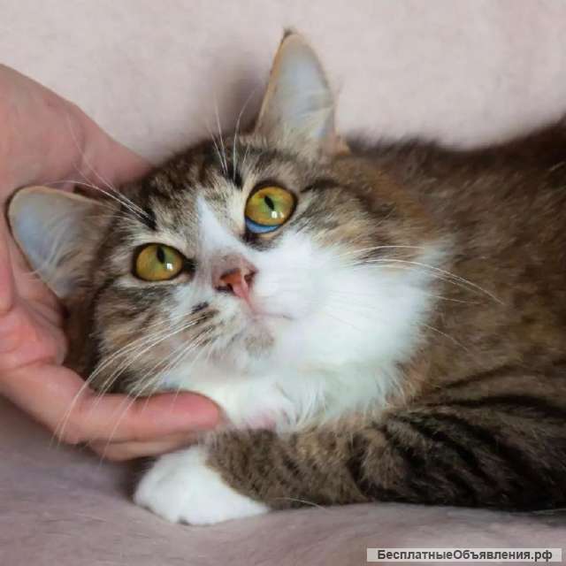 Ищет семью домовенок Нафаня