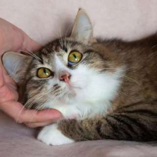 Ищет семью домовенок Нафаня