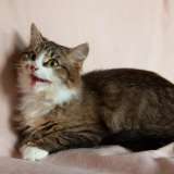 Ищет семью домовенок Нафаня