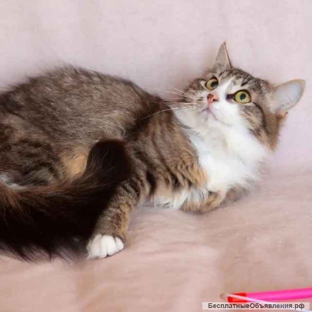 Ищет семью домовенок Нафаня