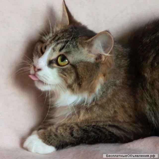 Ищет семью домовенок Нафаня