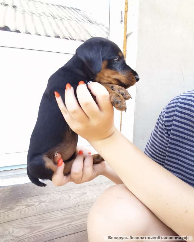 Щенки немецкого охотничьего ягдтерьера