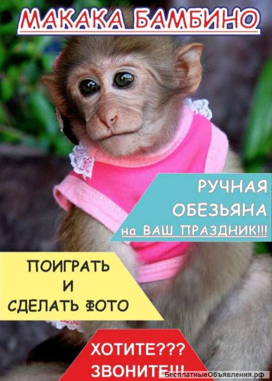Обезьянка на мероприятие