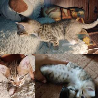 Отдам даром котят