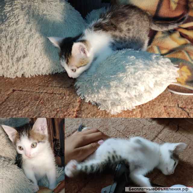 Отдам даром котят