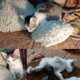 Отдам даром котят
