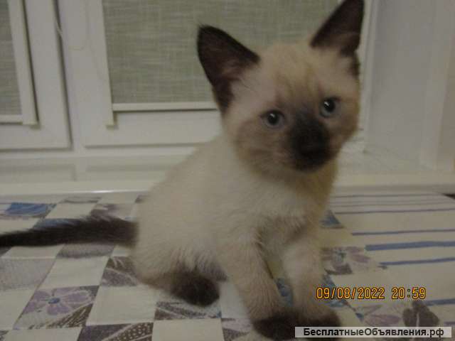 Сиамские котята