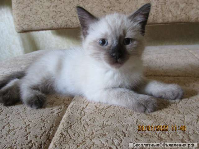 Сиамские котята