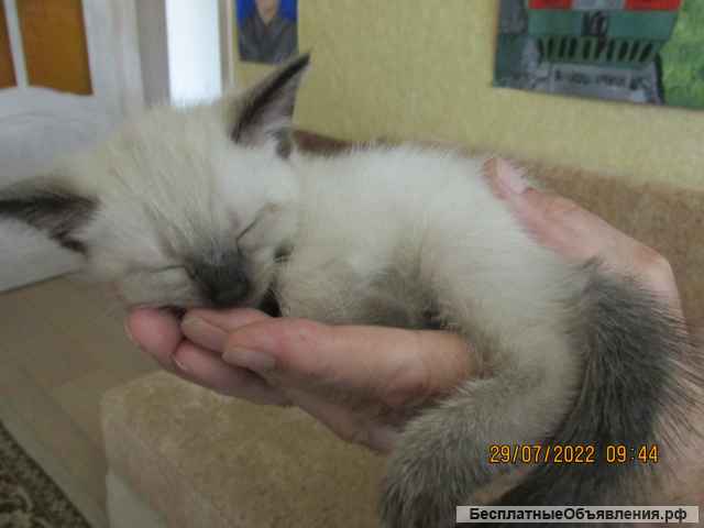 Сиамские котята