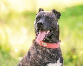 Красавец метис тигрового окраса Марсель в добрые руки