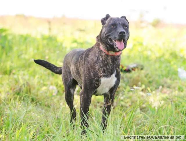 Красавец метис тигрового окраса Марсель в добрые руки