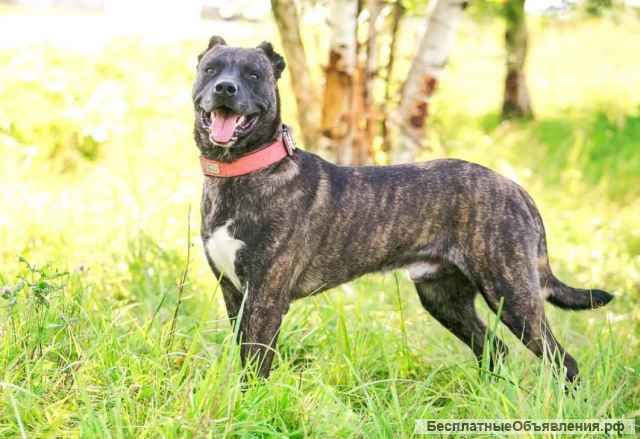 Красавец метис тигрового окраса Марсель в добрые руки