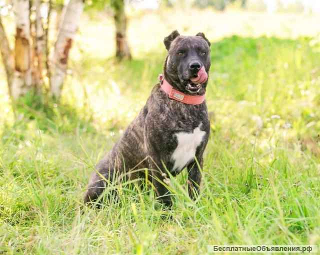Красавец метис тигрового окраса Марсель в добрые руки