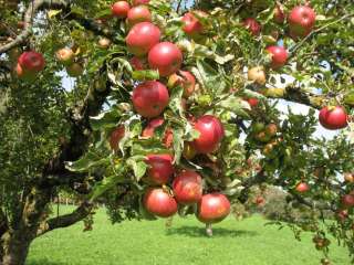 На сезонную уборку урожая яблок