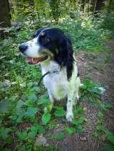 Ищет дом миллая спаниель Диана