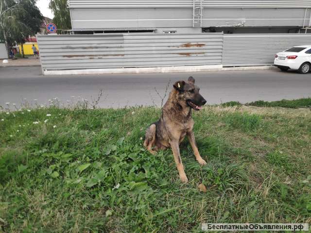 Отдам собак в хорошие руки