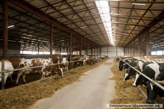 Рабочие на ферму