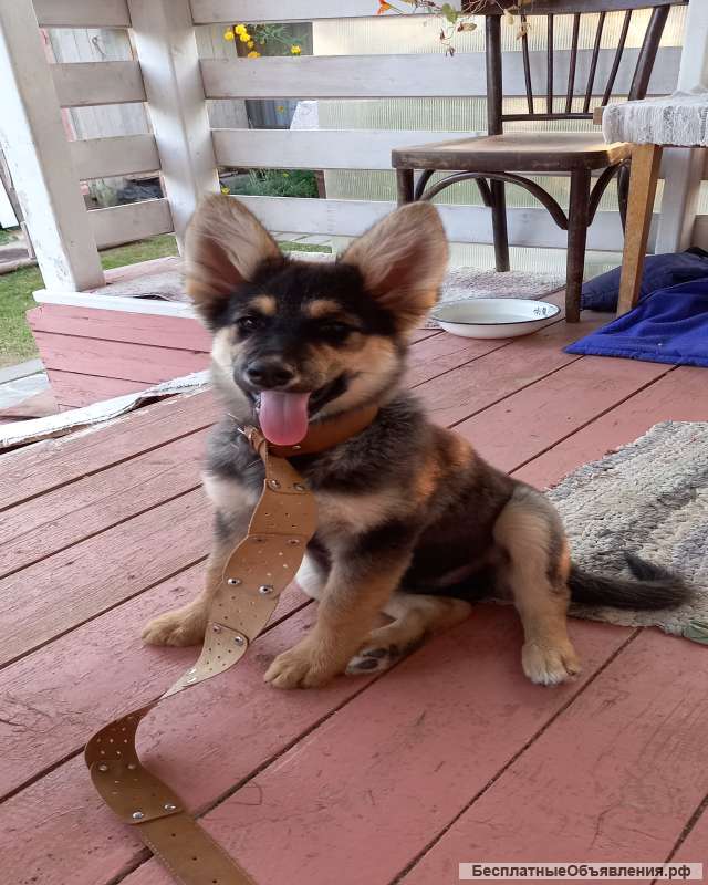 Отдам потеряшку