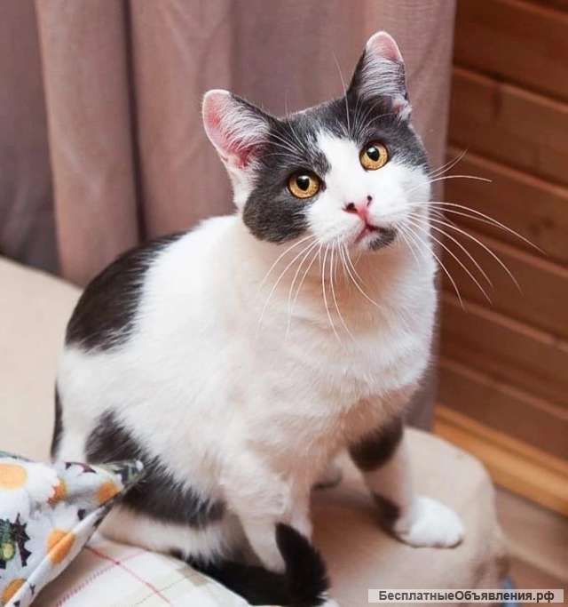 Большой, душевный и обаятельный кот Паскаль в добрые руки