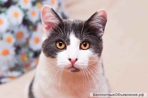 Большой, душевный и обаятельный кот Паскаль в добрые руки