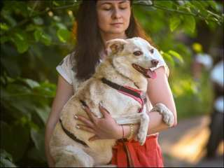 Маленькая собачка