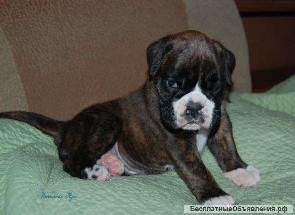 Щенк Немецкого Боксера
