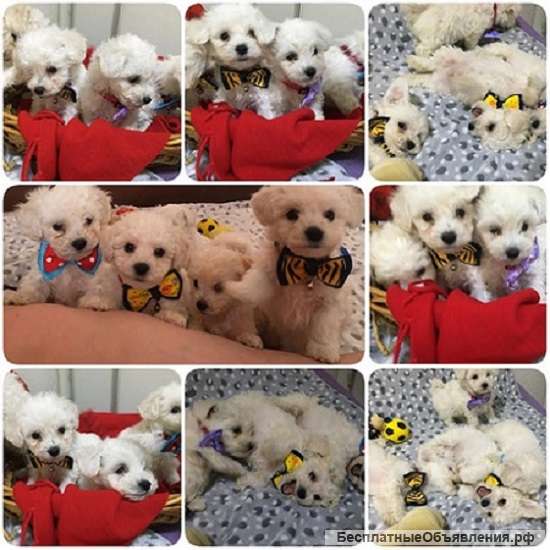 Щенки кудрявого бишона