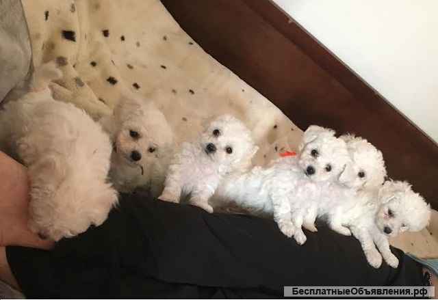 Щенки кудрявого бишона