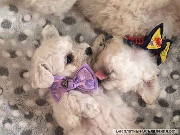 Щенки кудрявого бишона