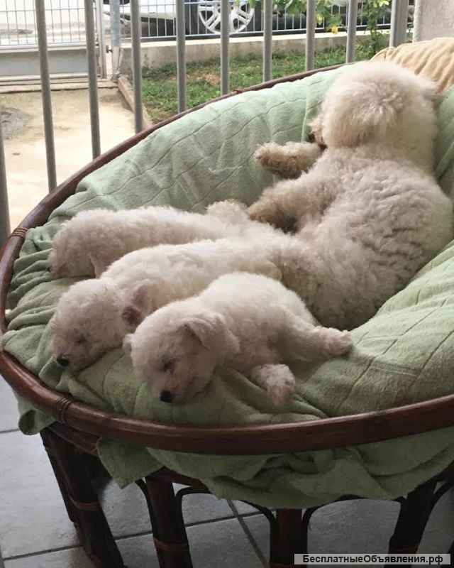 Щенки кудрявого бишона