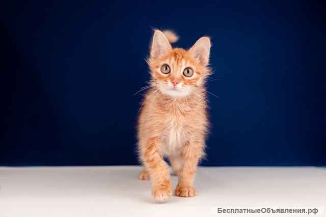Котенок Рыжий (Шпунтик) в добрые руки