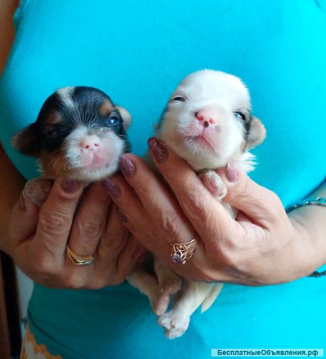 Бивей йорк щенки. Мальчики
