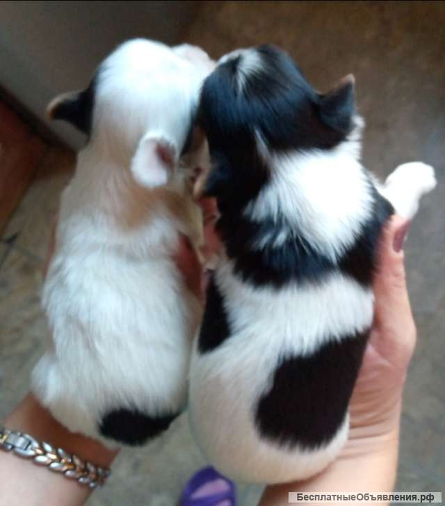 Бивей йорк щенки. Мальчики