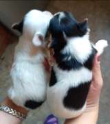 Бивей йорк щенки. Мальчики