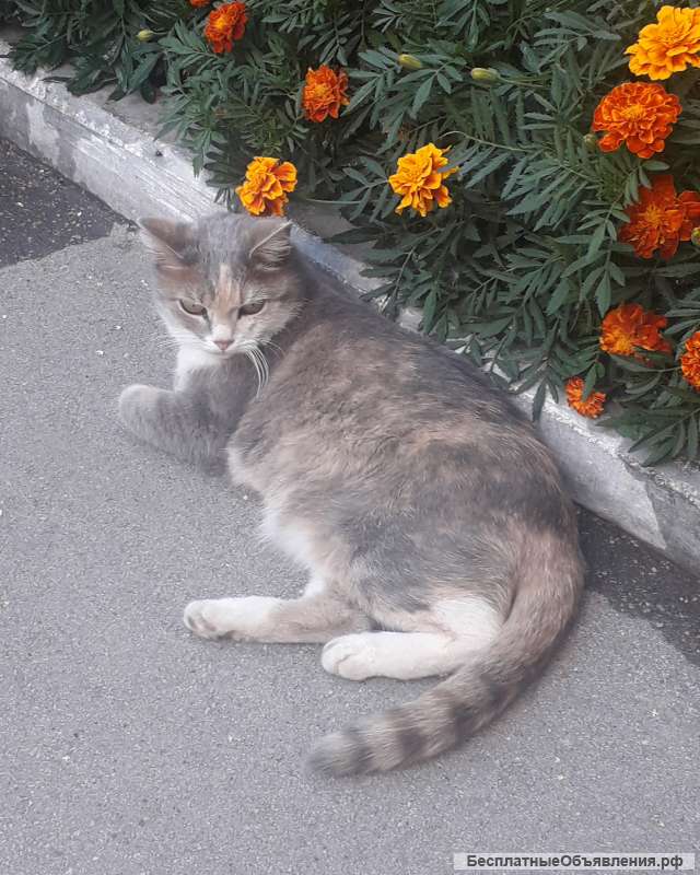 Отдам в добрые, заботливые руки